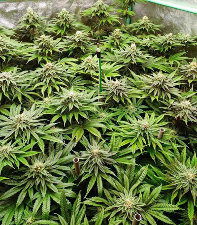 Triple G fem (Royal Queen Seeds) семена конопли