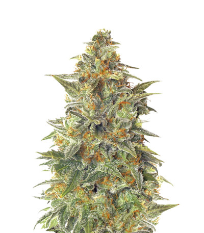 Vision Jack Auto Fem (Vision Seeds) семена конопли