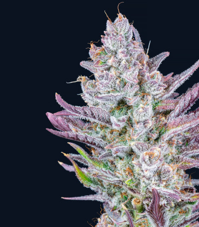 Wedding Glue Auto fem (FastBuds) семена конопли