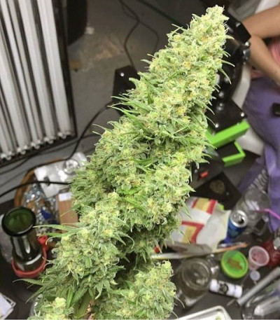 White Widow x Big Bud fem (Female Seeds) семена конопли