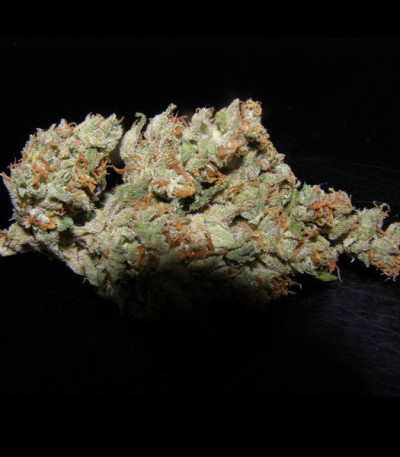 Zombie Haze fem (Sumo Seeds) семена конопли