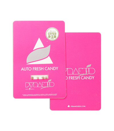 Auto Fresh Candy fem (Pyramid Seeds) семена конопли