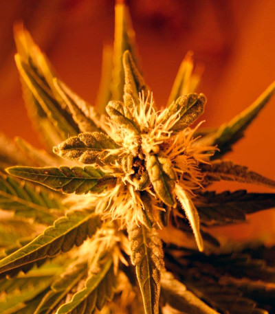 Belladonna fem (Paradise Seeds) семена конопли