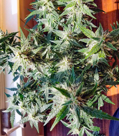 Auto Gorilla Blue fem (Advanced Seeds) семена конопли