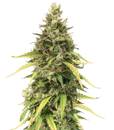 Auto Pineapple Glue fem (Advanced Seeds) семена конопли