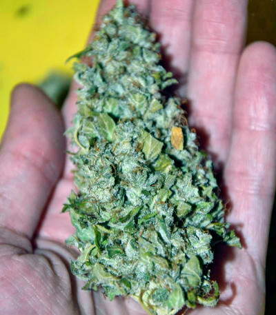 Auto Amnesia Gold fem (Pyramid Seeds) семена конопли