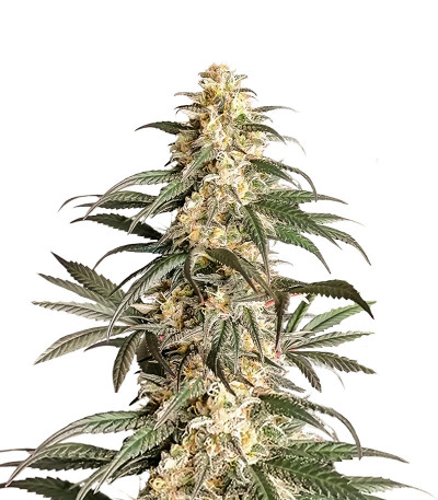 Black Lebanon fem (Dutch Passion) семена конопли