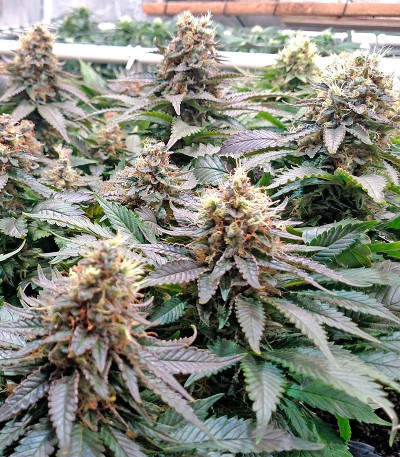 Семена каннабиса Blue Widow