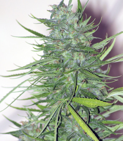 Budzilla fem (Heavyweight Seeds) семена конопли