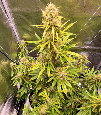CBD Lemon Auto fem (Herbies Seeds) семена конопли