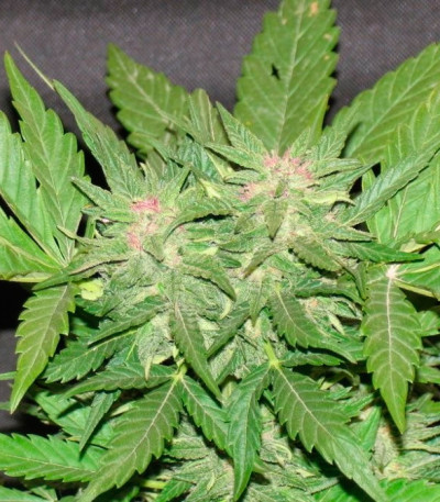Cotton Candy Kush fem (Delicious Seeds) семена конопли