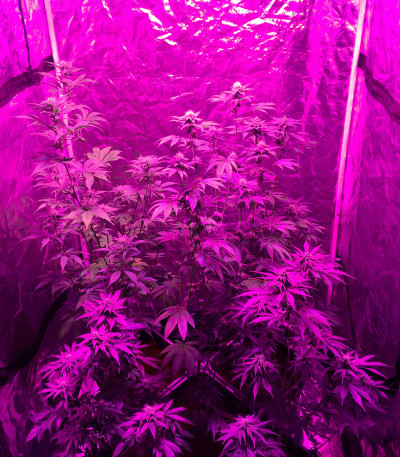 Canadian Kush 2.0 fem семена конопли