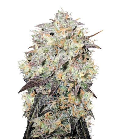 Auto Cocopopo fem семена конопли