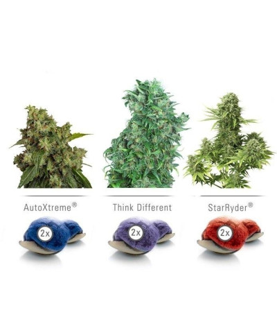 Микс семян марихуаны Colour mix 7 (AutoFem)