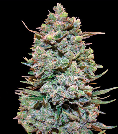 Cookies Kush fem семена конопли