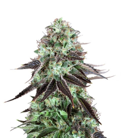 DarkStar Kush fem семена конопли