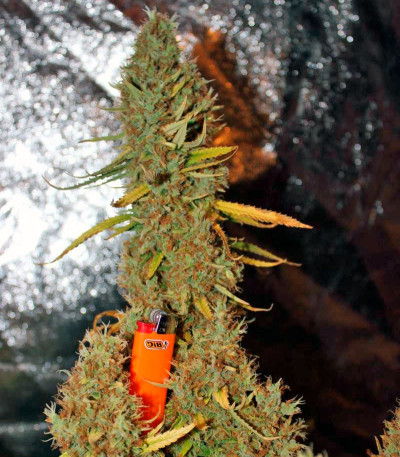 Сорт марихуаны The Edge