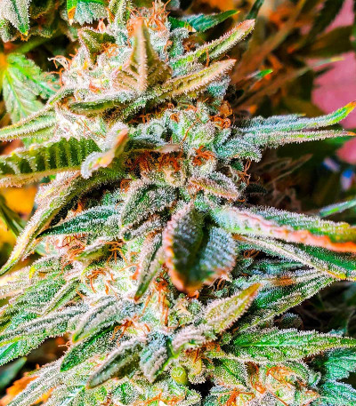 HiFi 4G fem (Dutch Passion) семена конопли