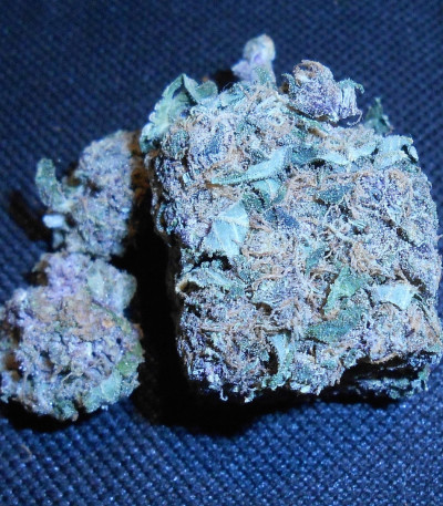 Honey Cream fem (Fast Flowering) семена конопли