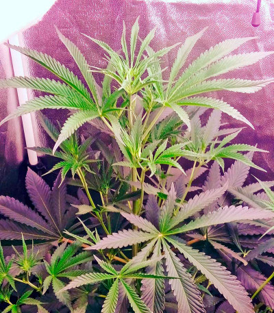 Karamelo (Kreamy Karamel) fem семена конопли