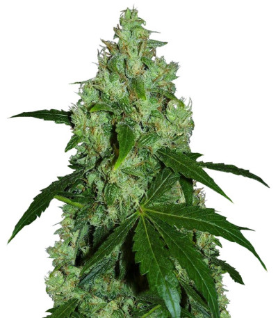 Lemon Kush fem (Female Seeds) семена конопли