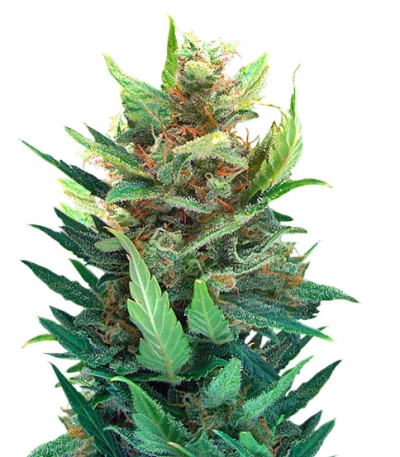 Lowryder 2 auto fem сорт конопли