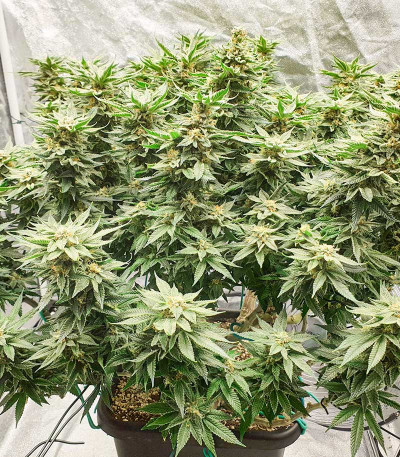 Mimosa Evo fem (Barneys Farm) семена конопли
