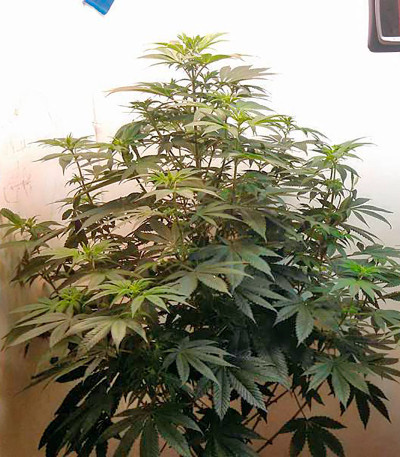 Misty Kush fem семена конопли