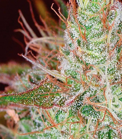 Northern Lights fem (Vision Seeds) семена конопли