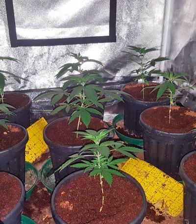 OG Kush fem (Humboldt Seeds) семена конопли