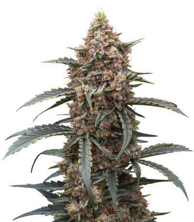 Orange Apricot Glue XL Auto fem (Sweet Seeds) семена конопли