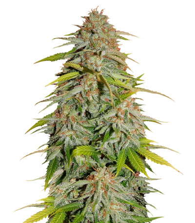 Papa's Candy fem семена конопли