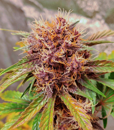 Purple Punch OG XL Auto fem (Sweet Seeds) семена конопли