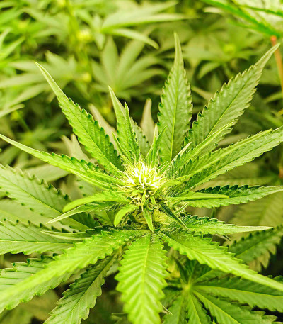 Purple Punch fem (Barney's Farm) семена конопли