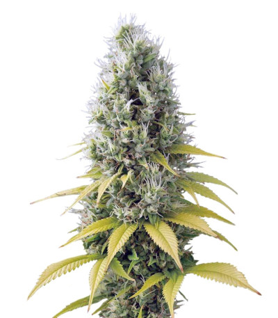 Shark Shock CBD fem семена конопли