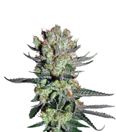 Smile fem (Kannabia Seed Company) семена конопли