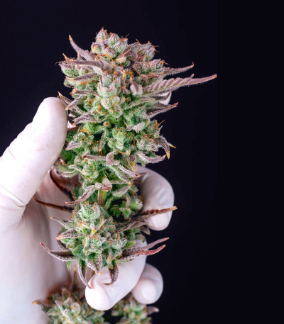 Strawberry Banana Auto fem (FastBuds) семена конопли