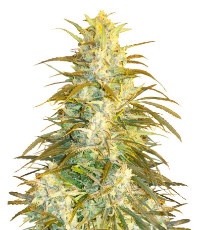 Satori x Mountain Gold regular (Mandala Seeds) семена конопли