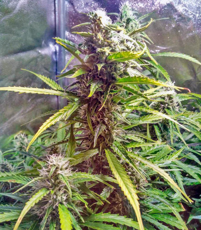 White Widow Automatic fem (Dinafem Seeds) семена конопли