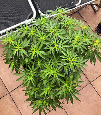 Deep Mandarine CBD fem (Delicious Seeds) семена конопли