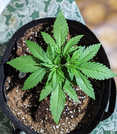 Gelato Auto fem (FastBuds) семена конопли