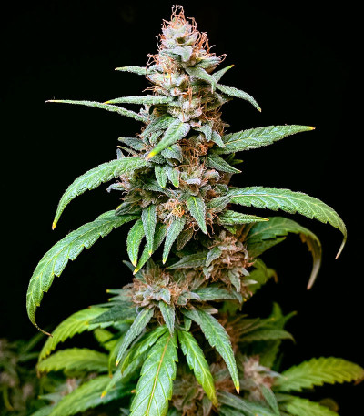 HighCloudZ fem (Green House Seeds) семена конопли
