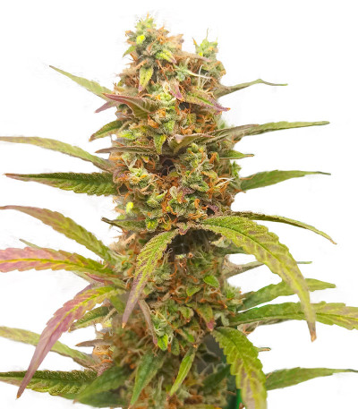 HulkBerry Automatic fem (RQS) семена конопли