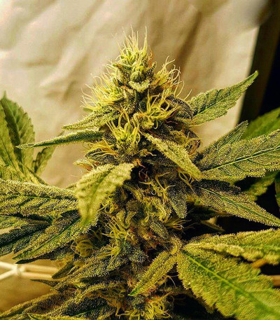 Royal Gorilla fem (Royal Queen Seeds) семена конопли