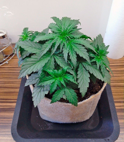 Семена конопли Super Bud