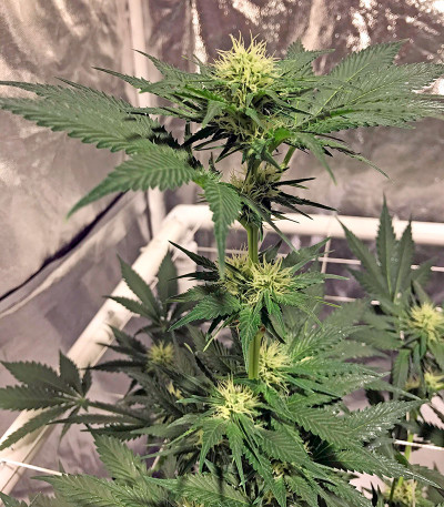 AK 48 reg (Nirvana Seeds) семена конопли