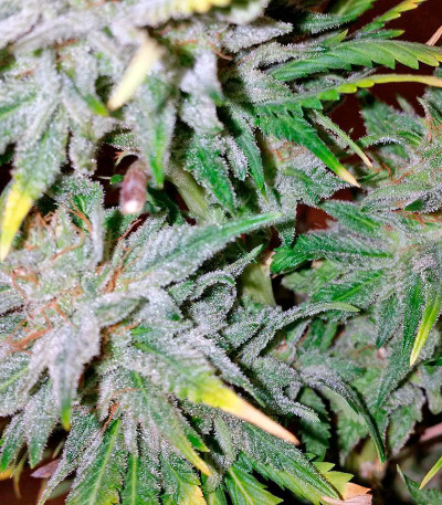 Afghan Kush Special fem (World of Seeds) семена конопли