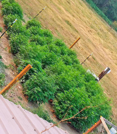 Afghan Kush X White Widow fem (World of Seeds) семена конопли