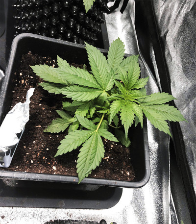 Aurora Green Auto fem (Sumo Seeds) семена конопли