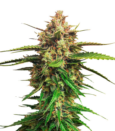 Auto Blueberry fem (Dutch Passion) семена конопли